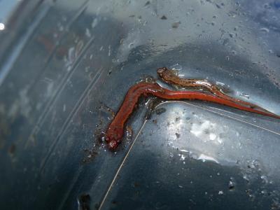 Blue Ridge Dusky Salamanders - Desmognathus orestes