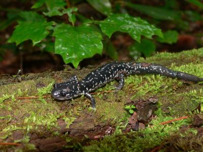 Slimy Salamander - Plethodon glutinosus