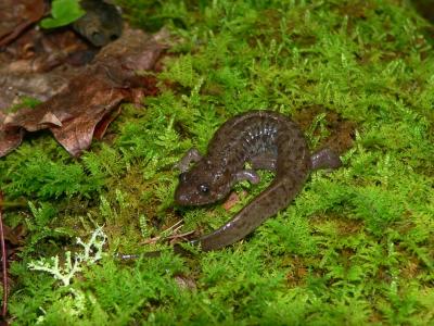 Seal Salamander - Desmognathus monticola