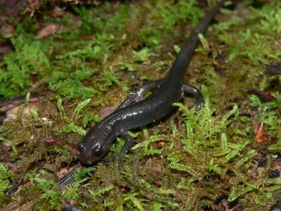 Northern Graycheek Salamander - Plethodon montanus