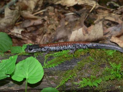 Yonahlossee Salamander - Plethodon yonahlossee