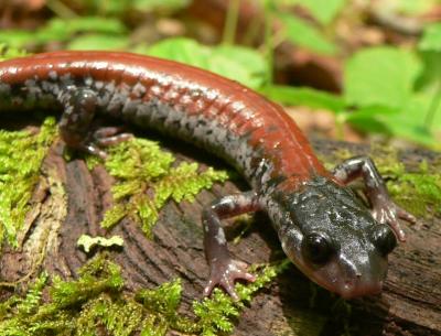 Plethodontid (Woodland) Salamanders