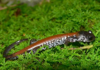 Yonahlossee Salamander - Plethodon yonahlossee