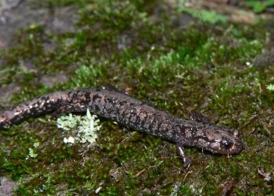 Weller's Salamander - Plethodon welleri