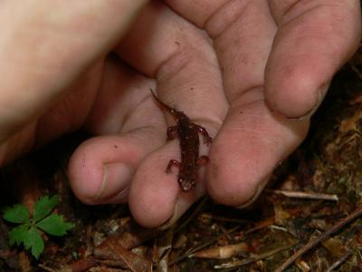 Northern Pygmy Salamander - Desmognathus organi