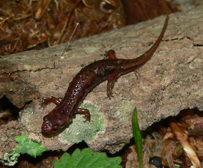 Northern Pygmy Salamander - Desmognathus organi
