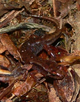 Northern Pygmy Salamander - Desmognathus organi