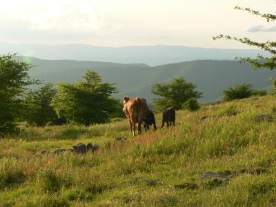 v3/37/528937/3/45576021.cows.jpg