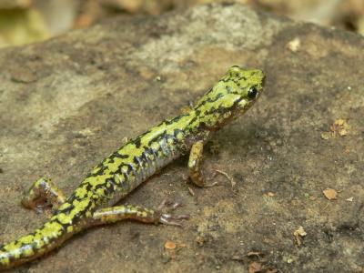 Green Salamander - Aneides aeneus