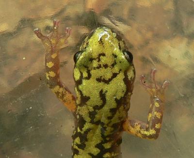Green Salamander - Aneides aeneus