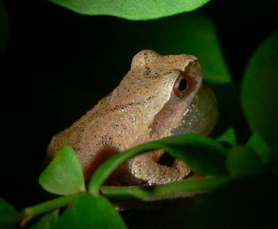 Treefrogs, Cricket Frogs, and Chorus Frogs