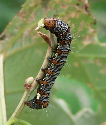 Eight-spotted Forester Caterpillar - Alypia octomaculata