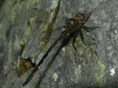 Mocha Emerald - Somatochlora linearis