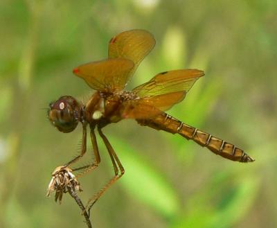 Eastern Amberwing - Perithemis tenera