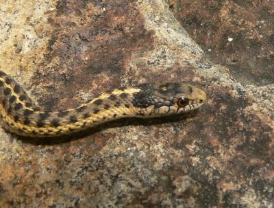 Wandering Garter Snake - Thamnophis elegans vagrans