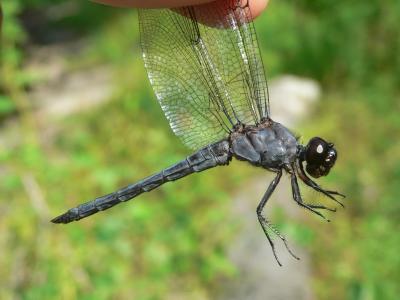 Slaty Skimmer - Libellula incesta
