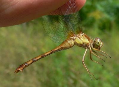 Autumn Meadowhawk - Sympetrum vicinum