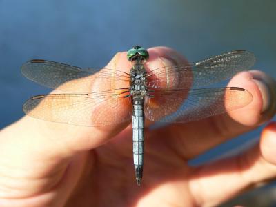 Blue Dasher - Pachydiplax longipennis