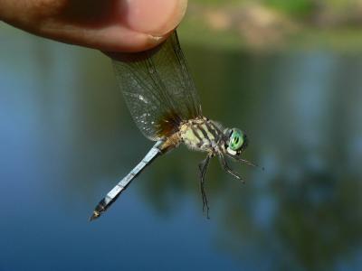 Blue Dasher - Pachydiplax longipennis