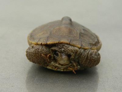 Diamondback Terrapin - Malaclemys terrapin