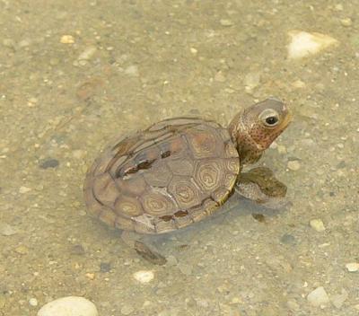 Diamondback Terrapin - Malaclemys terrapin