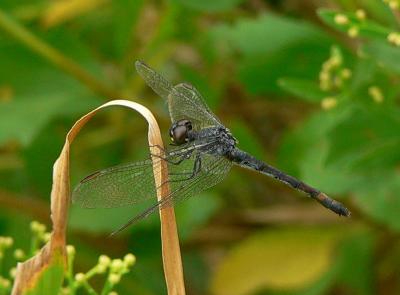 Seaside Dragonlet - Erythrodiplax berenice