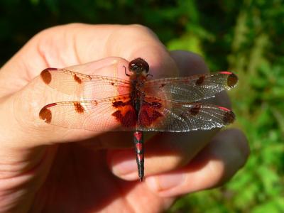 Calico Pennant - Celithemis elisa