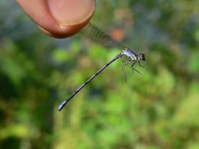 Violet Dancer - Argia fumipennis