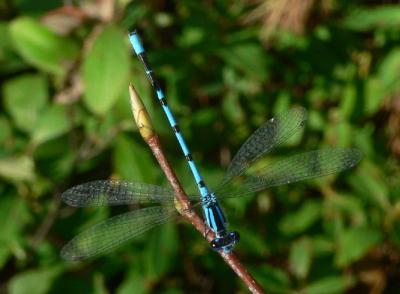 Familiar Bluet - Enallagma civile