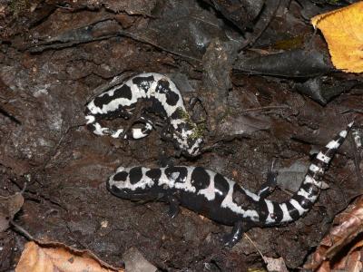 Marbled Salamanders - <i>Ambystoma opacum</i>