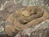 Timber Rattlesnake - <i>Crotalus horridus</i>