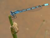 Northern Bluet - <i>Enallagma cyathigerum</i>