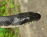 Black Rat Snake - <i>Elaphe obsoleta obsoleta</i>