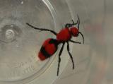 Velvet Ant - <i>Dasymutilla occidentalis</i>