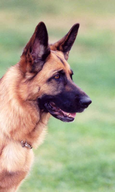 German Shepherd-03