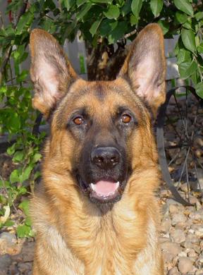 German Shepherd-22