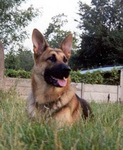 German Shepard-36