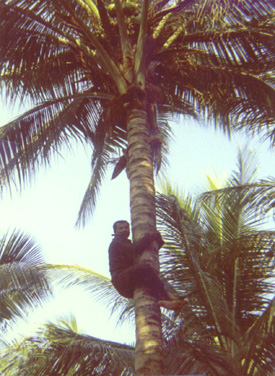 Collecting Coconuts-01