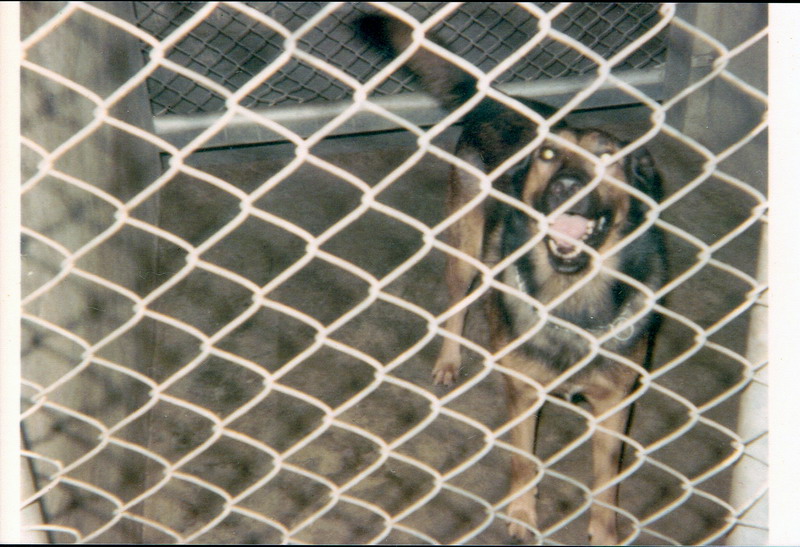 Buster-3X71 in Kennel
