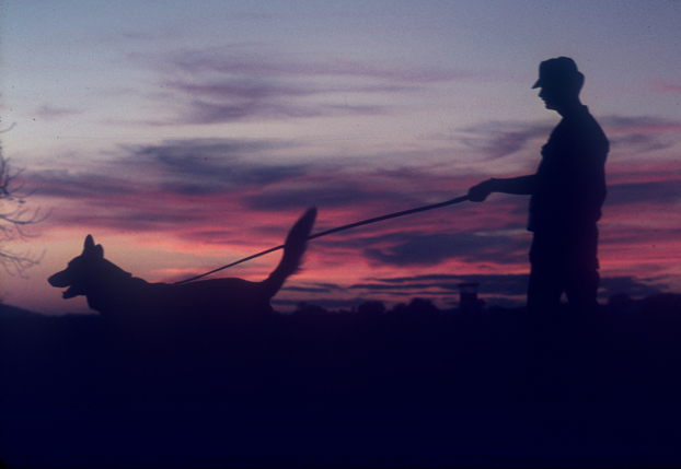 Dog team at sunset