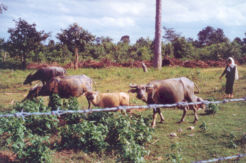 064 - Thai girl (poo ying) minding water buffalo herd outside the kennels