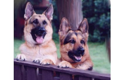 v3/37/545937/3/44995768.GermanShepard02.jpg