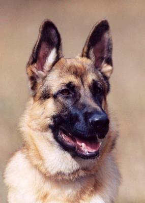 German Shepherd-16