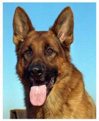 German Shepherd-29