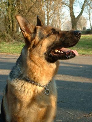 German Shepherd-40