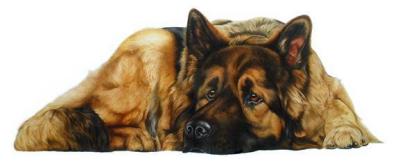 German Shepherd-46