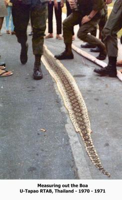 Snake - Measuring out the Boa