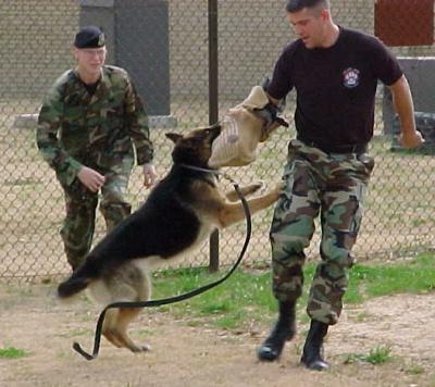 v3/37/545937/3/45318511.MaxwellDogDemo1.jpg