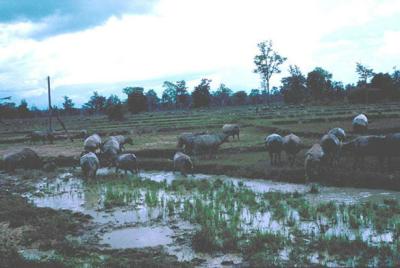 Sattahip - Water Buffalos