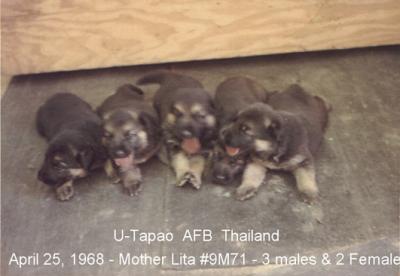 Lita-9M71 Puppies-4